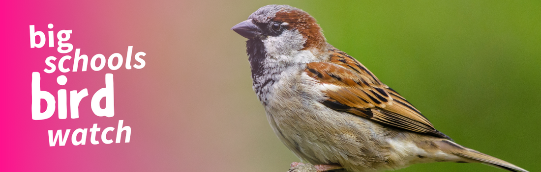 Big School Birdwatch