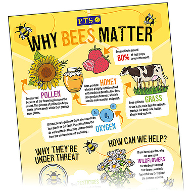 Why Bees Matter Poster - A2