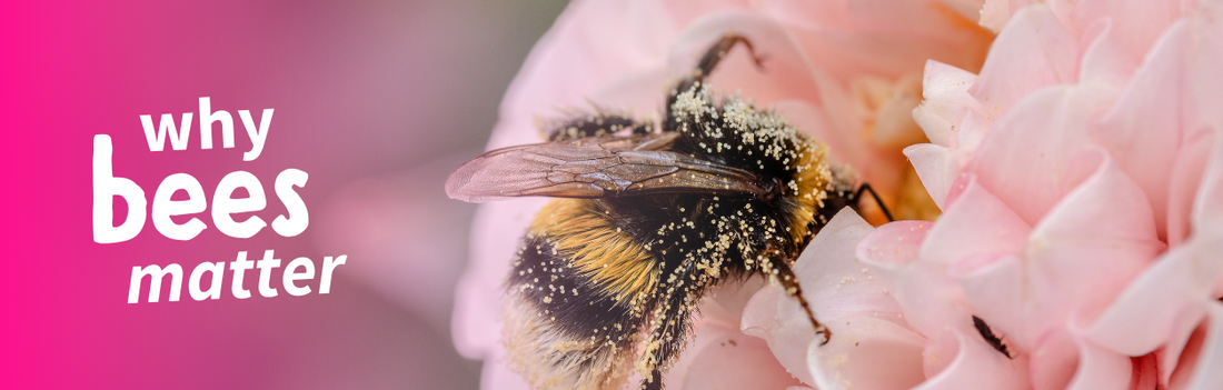 Why Bees Matter