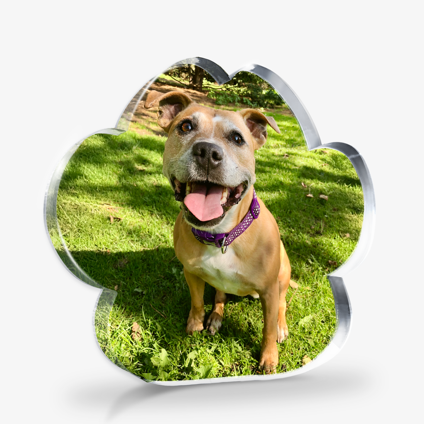 Dog with a purple collar standing on grass on a Freestanding Paw Shaped Block