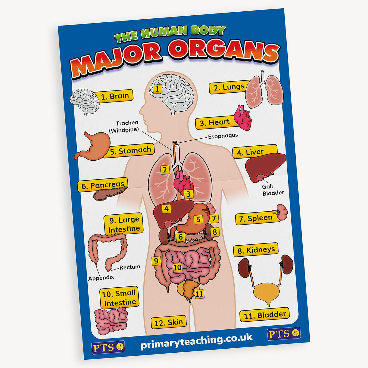 Internal Organs Graph Body Anatomy Organs Chart What Are Organs? | Human Body Organs For