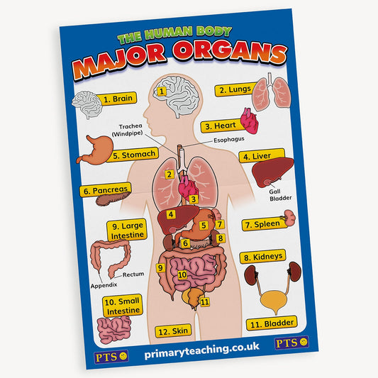 The Human Body Internal Organs Poster - A2