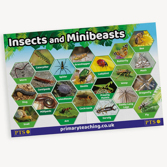 Insects & Minibeasts Poster - A2