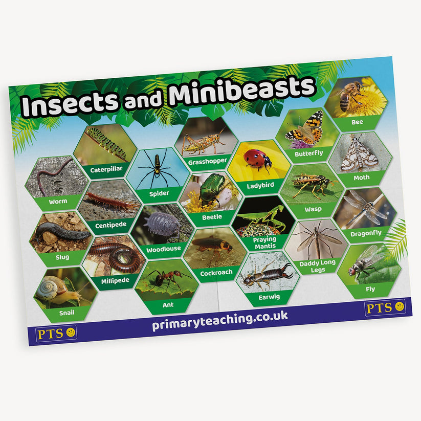 Insects & Minibeasts | Classroom Display | Early years