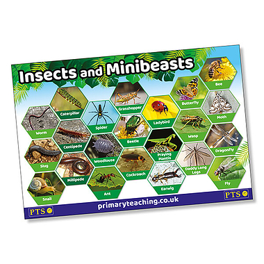 Insects & Minibeasts Poster (A2 - 620mm x 420mm)