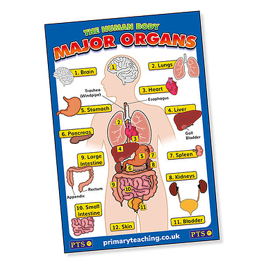 The Human Body - Internal Organs Poster (A2 - 620mm x 420mm)